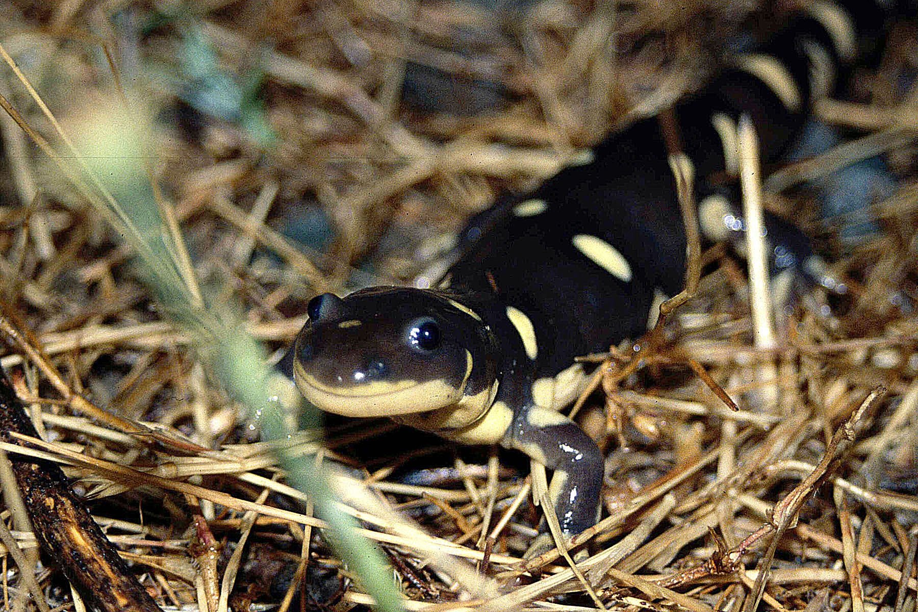 Why do Salamanders Breathe Through Their Skin?